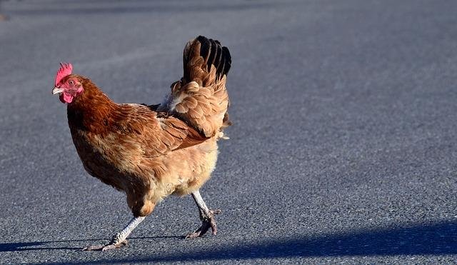 Chicken road españa, chicken road online